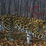 Национальный парк «Земля леопарда» сообщает о благополучии леопардессы Корица, хранителем которой стала Международная лингвистическая школа 