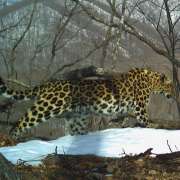 Национальный парк «Земля леопарда» сообщает о благополучии леопардессы Корица, хранителем которой стала Международная лингвистическая школа 